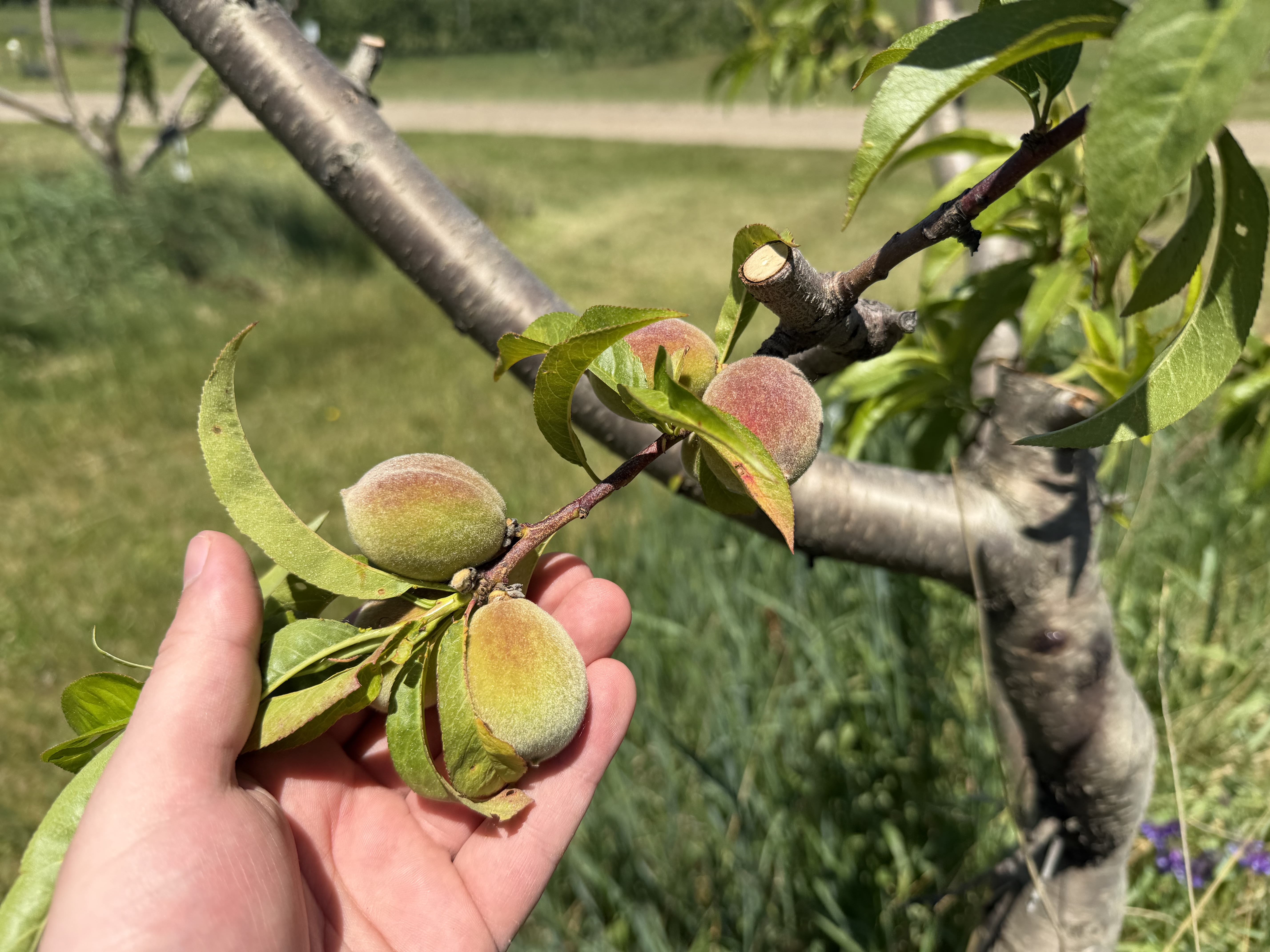 Red Haven peaches at ~25 mm